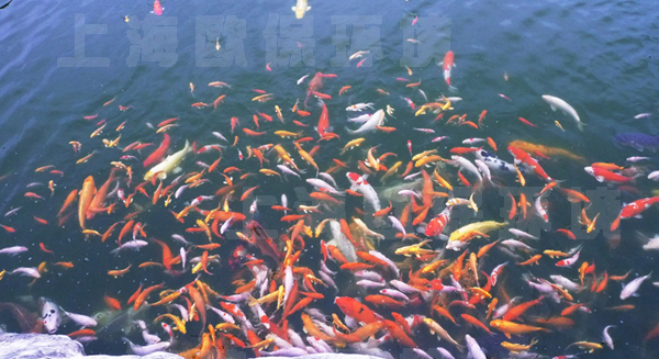 清水养鱼技术 清水养鱼技术