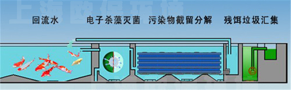 清水养鱼技术 清水养鱼技术