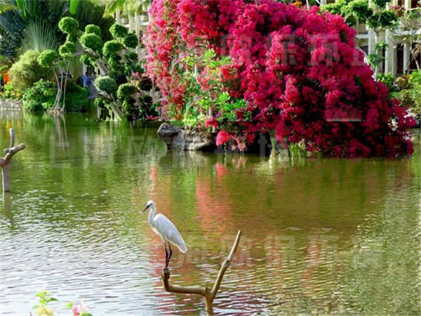 昆明玫瑰园人工湖水处理