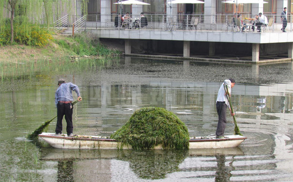 沉水植物打来如此困难 沉水植物打来如此困难