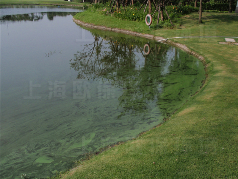 驳岸绿化施肥,大部分随雨水及浇灌进入水体,导致蓝藻过度繁殖 驳岸绿化施肥,大部分随雨水及浇灌进入水体,导致蓝藻过度繁殖