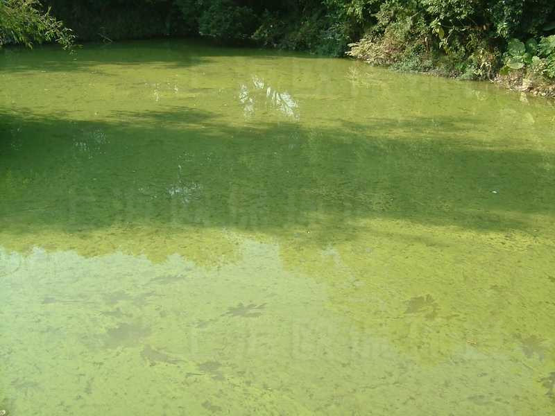 驳岸绿化施肥,大部分随雨水及浇灌进入水体,导致蓝藻过度繁殖 驳岸绿化施肥,大部分随雨水及浇灌进入水体,导致蓝藻过度繁殖