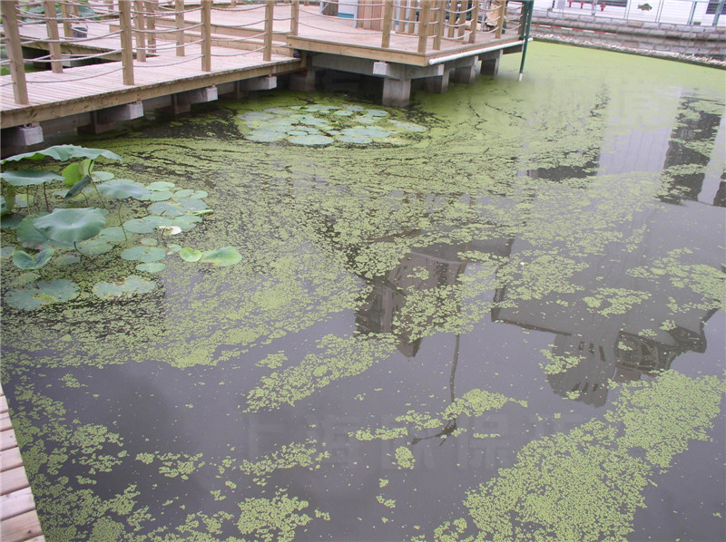 水体流动性差,导致蚊蝇滋生,浮萍泛滥 水体流动性差,导致蚊蝇滋生,浮萍泛滥