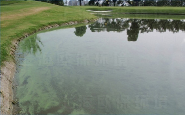 汤臣高尔夫人工湖蓝藻问题