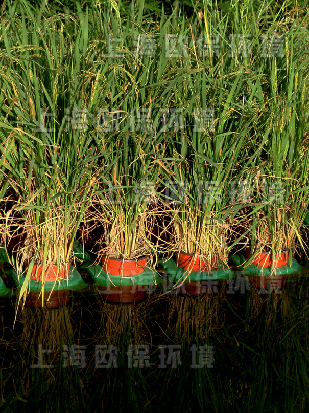 采用生态浮岛工艺种植水稻等经济作物的氧化塘工艺