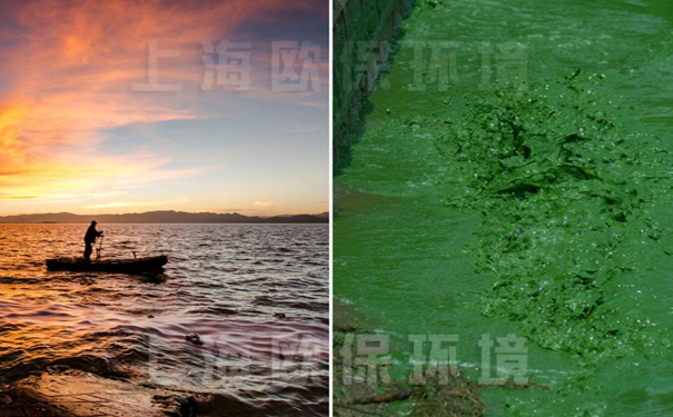 水库治理中的有机生物链崩溃，失去自净能力，变成了污水&ldquo;发酵&rdquo;池
