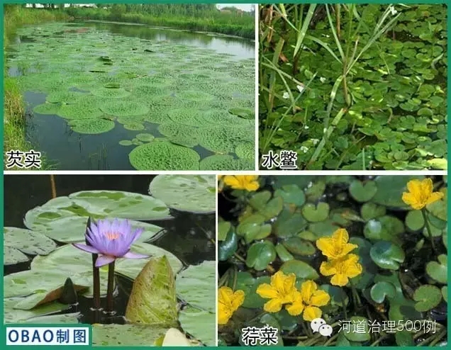 浮叶植物种植 浮叶植物种植