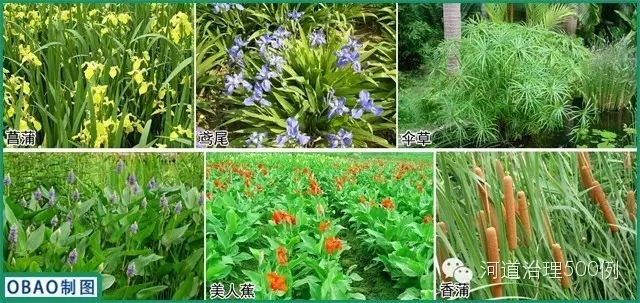 挺水植物种植 挺水植物种植
