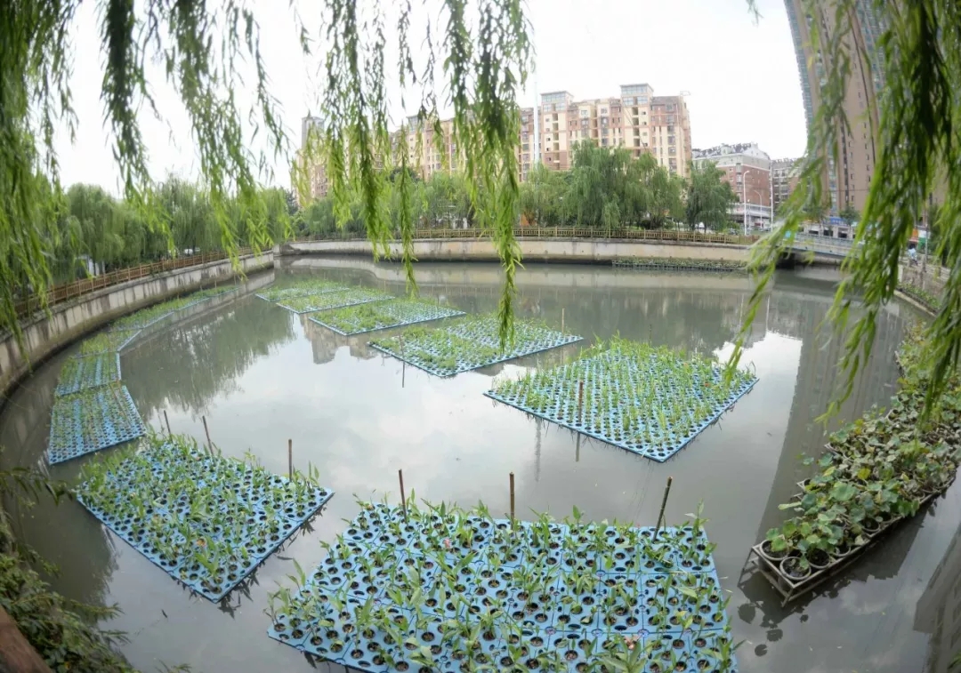 绿色衡阳 建欧保生态浮岛 治理黑臭水体 绿色衡阳 建欧保生态浮岛 治理黑臭水体