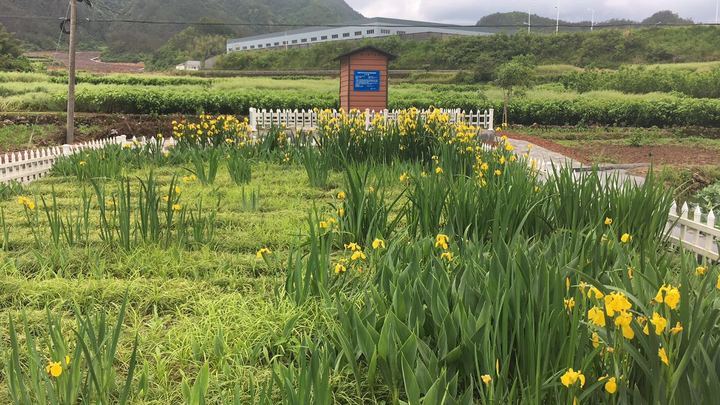 河道治理显成效 候鸟云集越寒冬