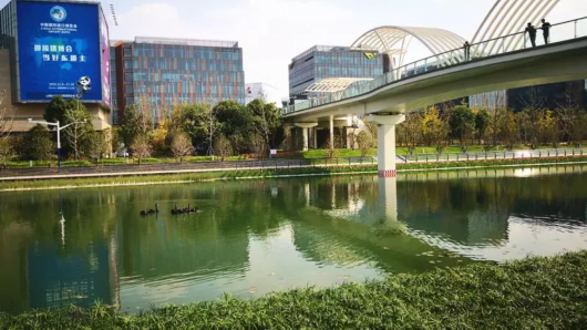 美丽的北横泾,有8只黑天鹅在嬉戏 美丽的北横泾,有8只黑天鹅在嬉戏