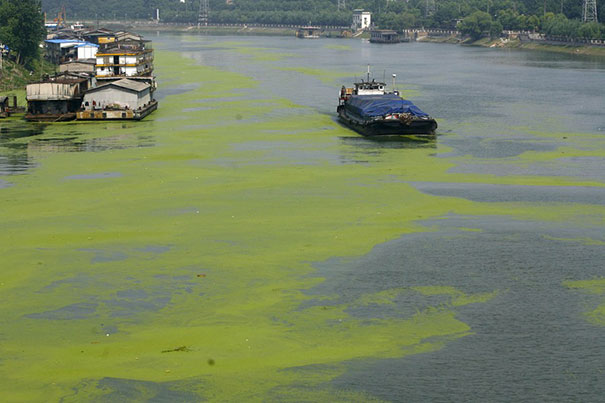 浮萍无根,随波逐流,到处泛滥 浮萍无根,随波逐流,到处泛滥