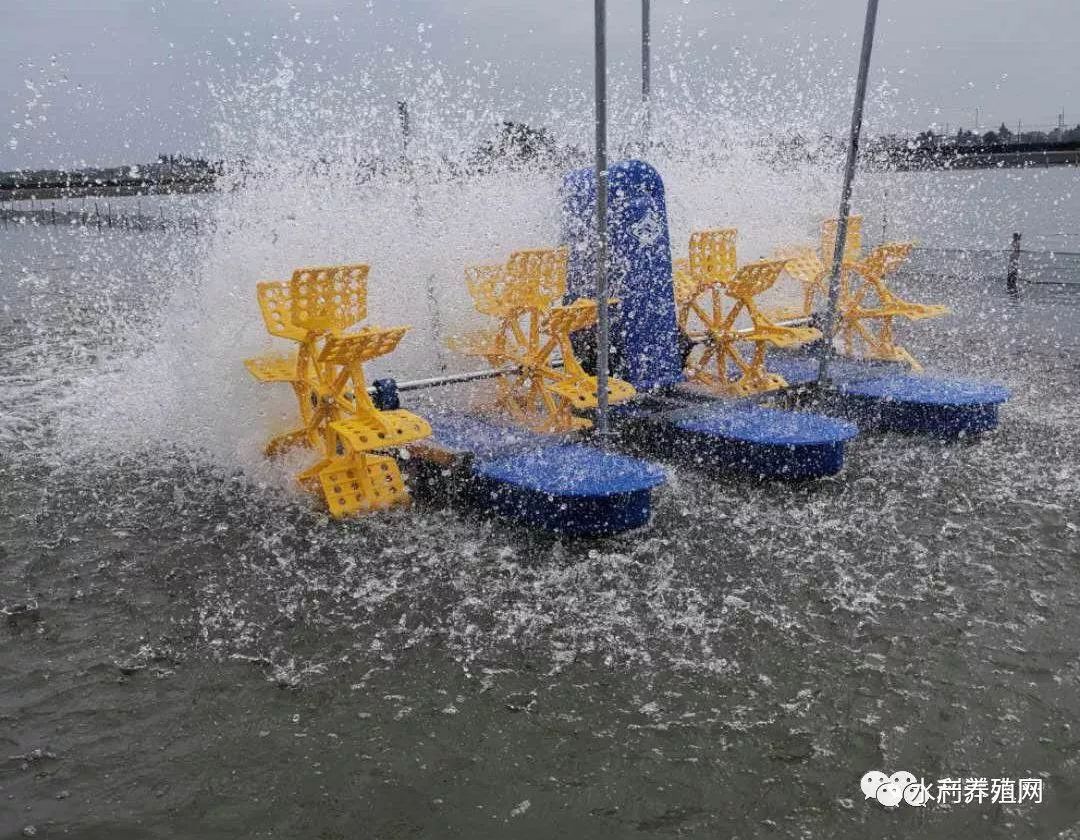 河蟹塘里有蓝藻,养殖户应该怎么做? 河蟹塘里有蓝藻,养殖户应该怎么做?