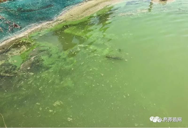 蟹塘发生蓝藻,怎么办? 蟹塘发生蓝藻,怎么办?