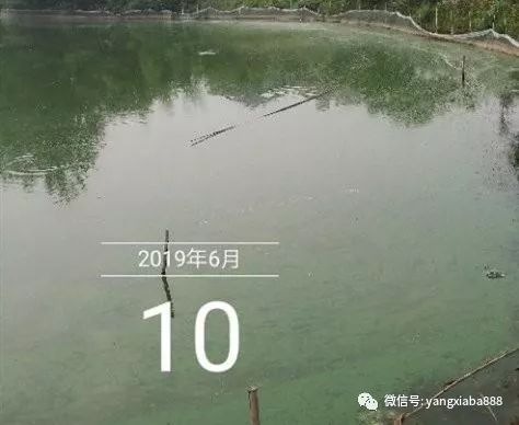 热议:虾塘用了蓝藻分解精后,需要改底吗? 热议:虾塘用了蓝藻分解精后,需要改底吗?