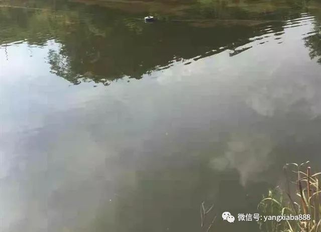 热议:虾塘用了蓝藻分解精后,需要改底吗? 热议:虾塘用了蓝藻分解精后,需要改底吗?