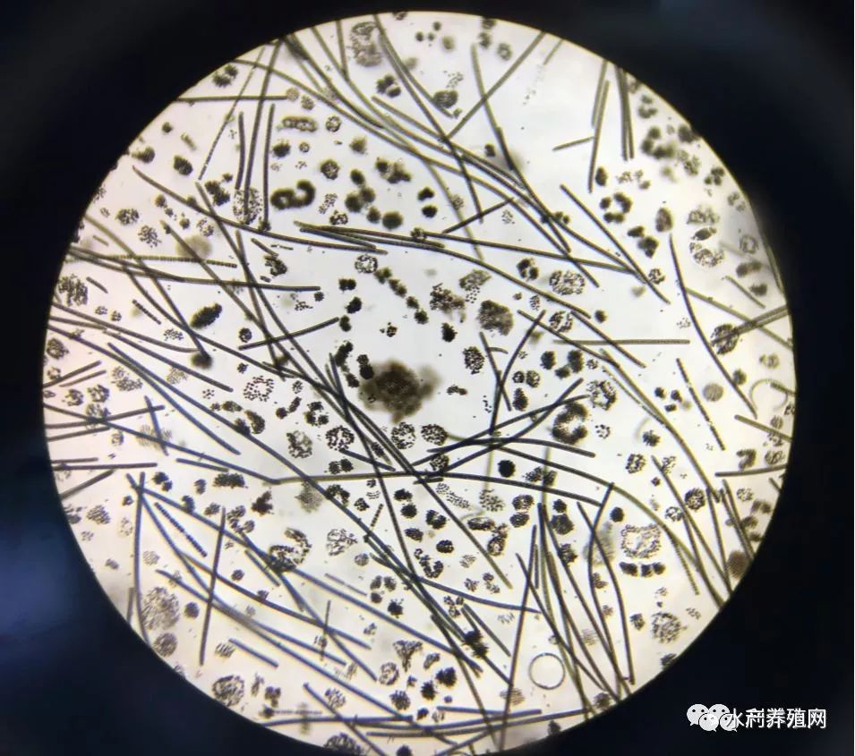 河蟹塘里有蓝藻,养殖户应该怎么做? 河蟹塘里有蓝藻,养殖户应该怎么做?