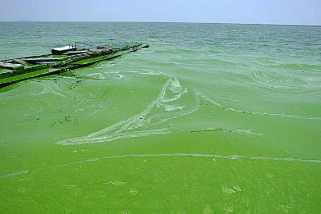 太湖爆发蓝藻后,受到影响最大的为什么是无锡? 太湖爆发蓝藻后,受到影响最大的为什么是无锡?