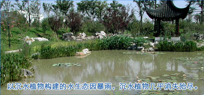 水下森林以沉水植物构建的水生态因暴雨，沉水植物几乎消失殆尽