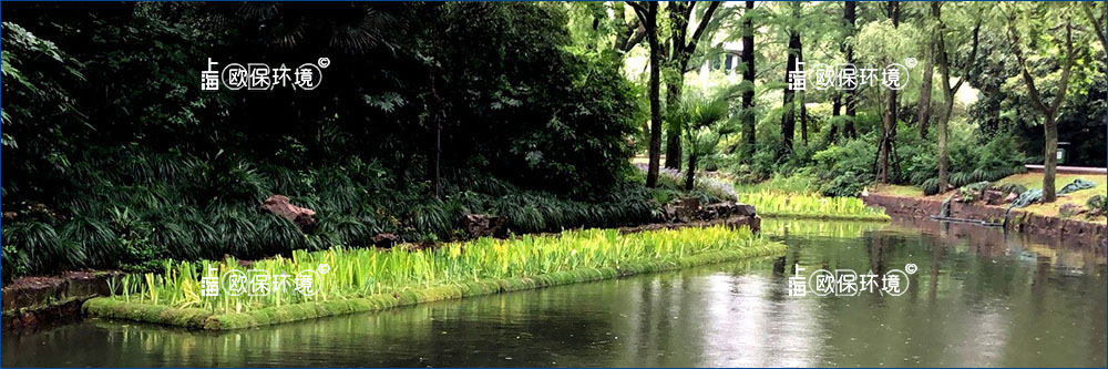 不受水位变化的影响,能够更好的保留持续稳定的栖息生境,净水功能稳定。废水中营养物和金属的去除率相对于自由水面(FWS)大约高出20-40%,对于池塘和小型湖泊15%~25的水面覆盖率是最佳设计范围。 不受水位变化的影响,能够更好的保留持续稳定的栖息生境,净水功能稳定。废水中营养物和金属的去除率相对于自由水面(FWS)大约高出20-40%,对于池塘和小型湖泊15%~25的水面覆盖率是最佳设计范围。