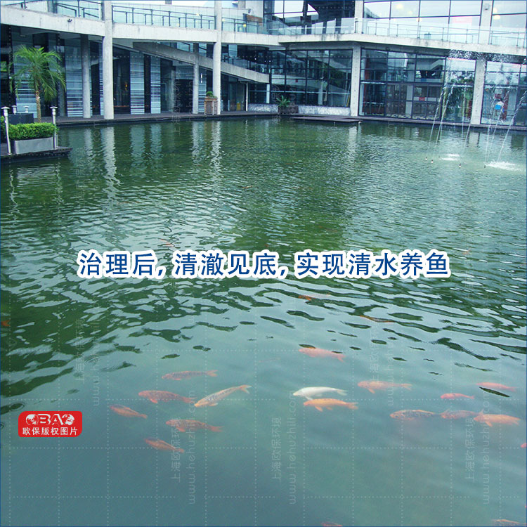 景观水水处理治理后,清澈见底,实现清水养鱼 景观水水处理治理后,清澈见底,实现清水养鱼