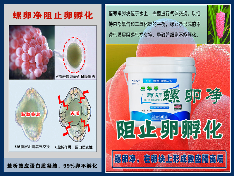 螺卵净PCBC｜靶向除螺卵，清理福寿螺，守护河湖湿地生态